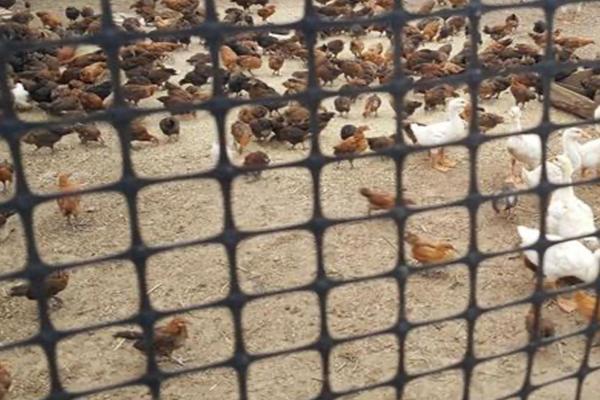 养殖土工格栅：解析使用方法与优势